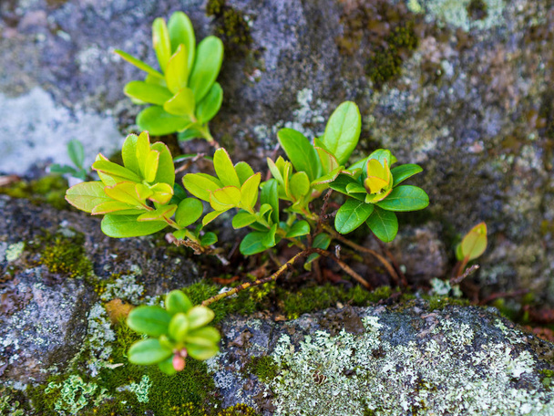 Green lingonberry growing from granite - Фото, изображение