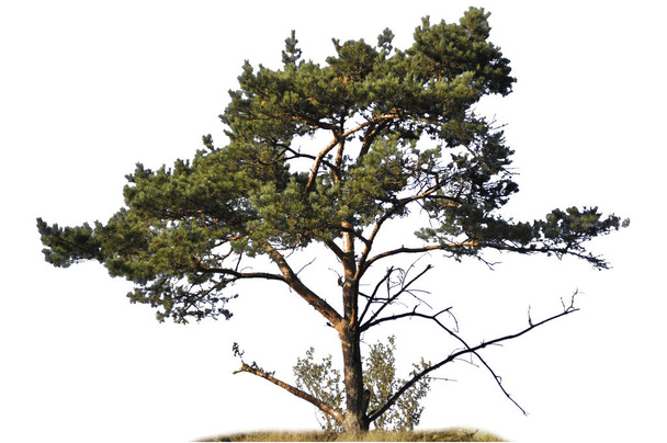 Pine tree silhouette on white background. - Photo, Image