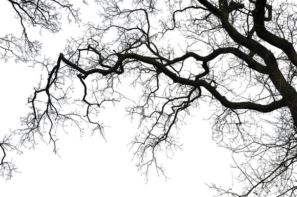přírodní dub strom větev silueta na bílém pozadí  - Fotografie, Obrázek