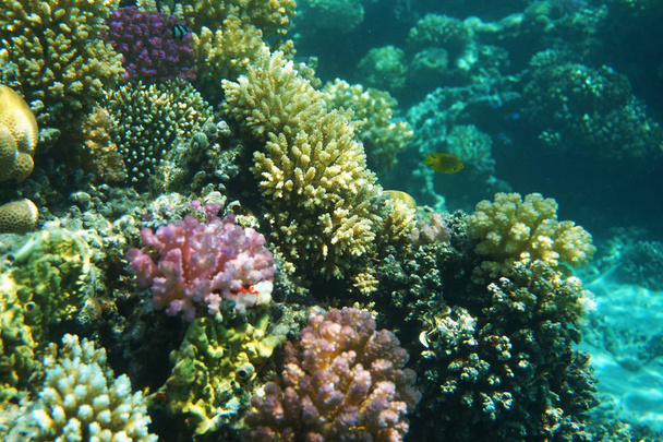紅海のサンゴ礁は  - 写真・画像