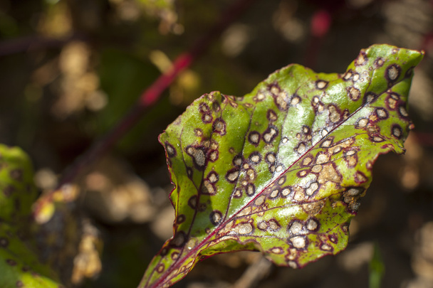 больные листья свеклы
 - Фото, изображение