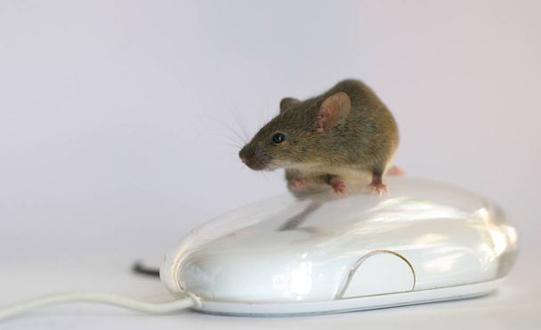 rat on the white background - Foto, Bild