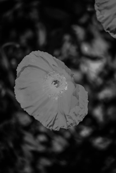 şakayık çiçeği yakın görünüm - Fotoğraf, Görsel
