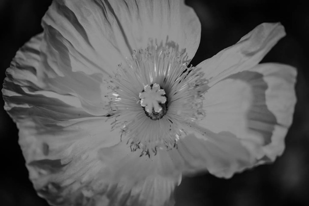 flor anémona vista de cerca
 - Foto, Imagen