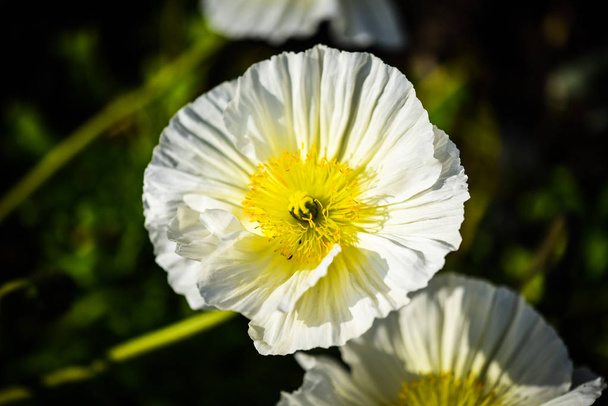 Анемольный цветок крупным планом
 - Фото, изображение