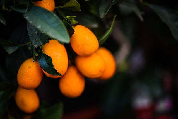 citrus tree close up view - lemonier & oranges - Φωτογραφία, εικόνα