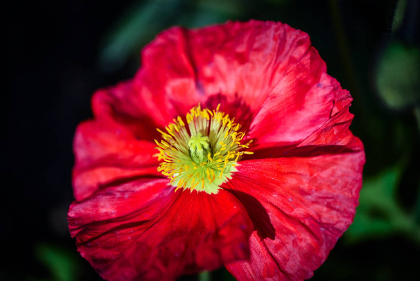 anemone kukka lähikuva näkymä
 - Valokuva, kuva