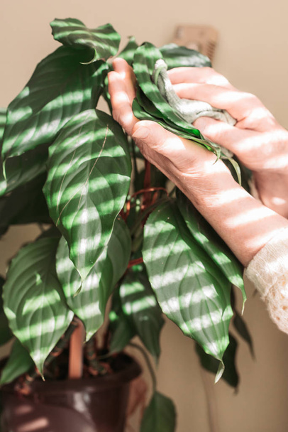 Le mani femminili che tolgono la polvere da foglie di pianta d'appartamento verdi. Giardinaggio domestico
 - Foto, immagini
