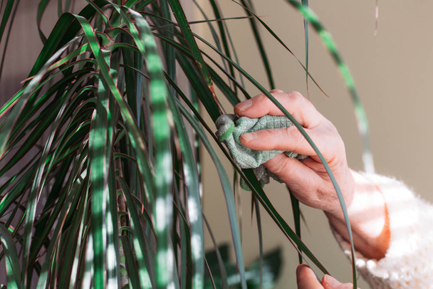 Kobiece ręce usuwające kurz z zielonych liści roślin. Ogrodnictwo domowe - Zdjęcie, obraz