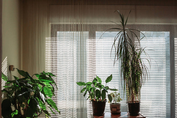 Houseplants in the living room. Striped window light. Home gardening - Φωτογραφία, εικόνα