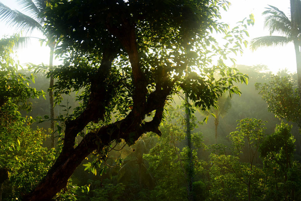 Forêt tropicale au lever du soleil
. - Photo, image