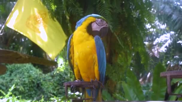 Κίτρινος παπαγάλος κάθεται σε κλαδί - Πλάνα, βίντεο