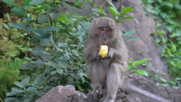 Apina istuu ja syö jotain.
 - Materiaali, video