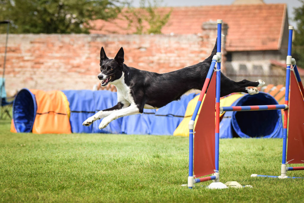 Dog border collie se está ejecutando en competencia de agilidad. Increíble día en la competencia de agilidad checa. Son expertos medios, significa A2.
. - Foto, imagen