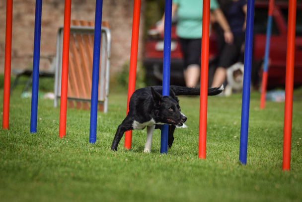 Lovely black and white Border collie is running slalom on czech agility competition slalom. Os cães adoram.
! - Foto, Imagem