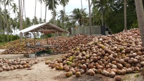 Coconut farm with nuts ready for oil and pulp production. Large piles of ripe sorted coconuts. Paradise Samui tropical island in Thailand. Traditional asian agriculture. - Кадри, відео