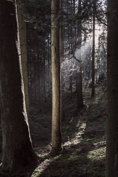 Sunbeams in the forest - Fotoğraf, Görsel