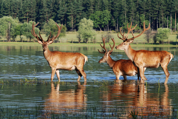 Deer with big horns - Photo, Image