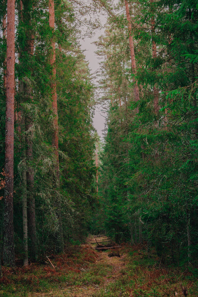 Procházka v lese během slunečného zimního dne - Fotografie, Obrázek