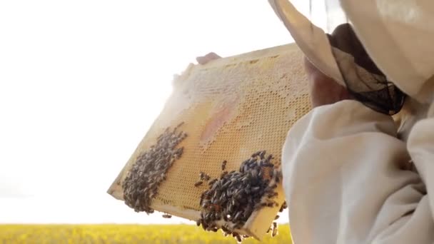 Rural worker holding honeycomb on outdoor or field, natural organic products - Video, Çekim