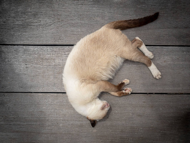 Gato siamês ou gato de Diamante de Lua ou gato tailandês dormindo e colocação de piso de madeira
. - Foto, Imagem