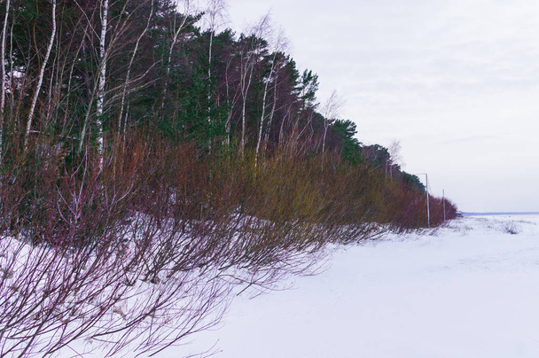 Χιόνι αποκοιμήθηκε αμμόλοφους και πεύκα του κόλπου της Βαλτικής. Χειμερινό τοπίο. - Φωτογραφία, εικόνα