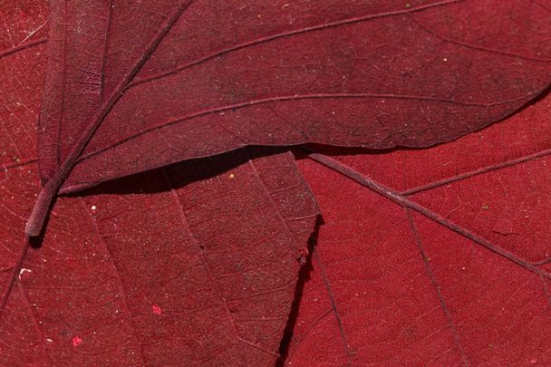 Leaves texture - Фото, зображення