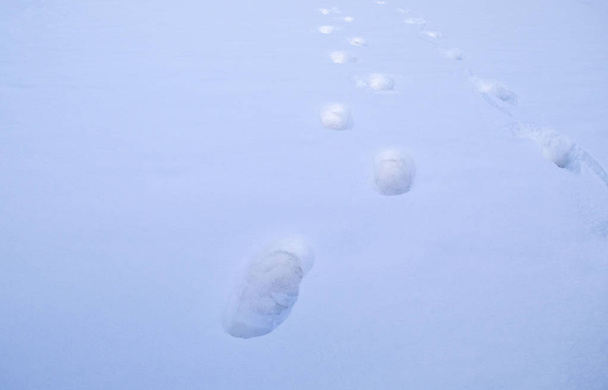 Αποτυπώματα ποδιών δύο ανθρώπων σε λευκό φρέσκο βαθύ χιόνι φόντο. Στο πάνω μέρος. Δύο πατημασιές στο χιόνι.  - Φωτογραφία, εικόνα