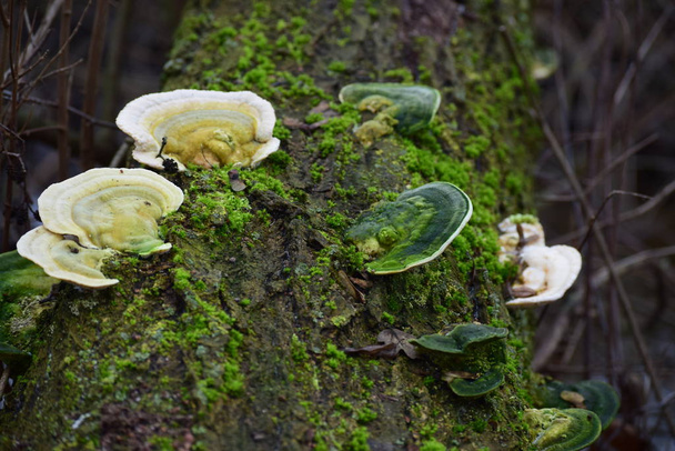 Yeşil yosunlu ve yosunsuz tümsek parantez - Fotoğraf, Görsel
