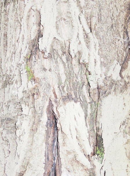 Walnut bark texture - Photo, Image