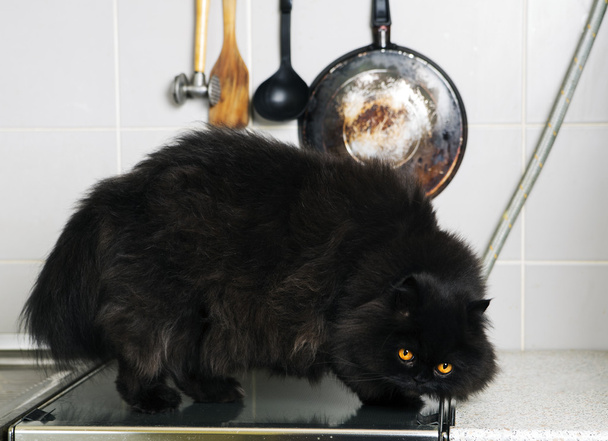 mannelijke kat stand op kachel glad oppervlak - Foto, afbeelding