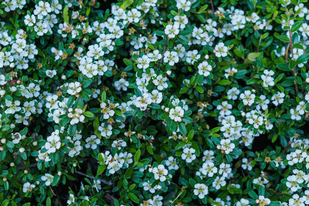 Весенние белые цветы для украшения сада кровать
. - Фото, изображение