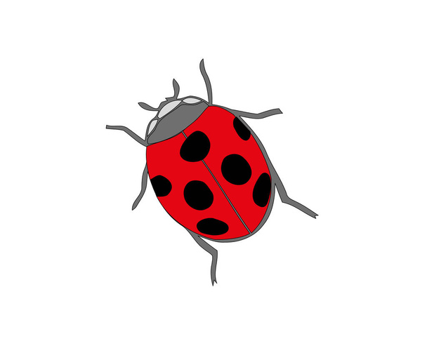 Ladybird beyaz zemin üzerinde. sevimli çizgi uğur böceği simgesi. - Vektör, Görsel