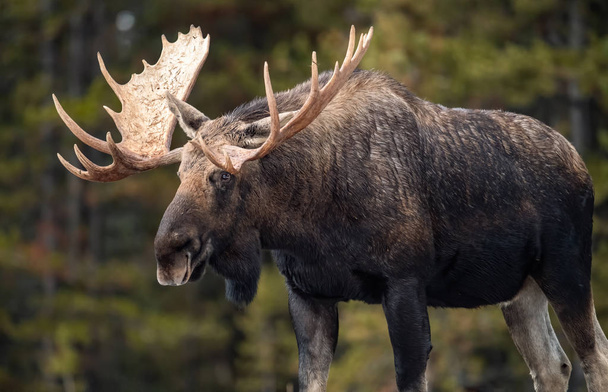 Moose στο Jasper Καναδά - Φωτογραφία, εικόνα