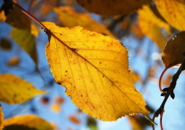 Beautiful autumn foliage in forest  - Фото, зображення