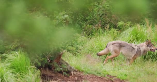 Vlk běžící na poli v lese - Záběry, video