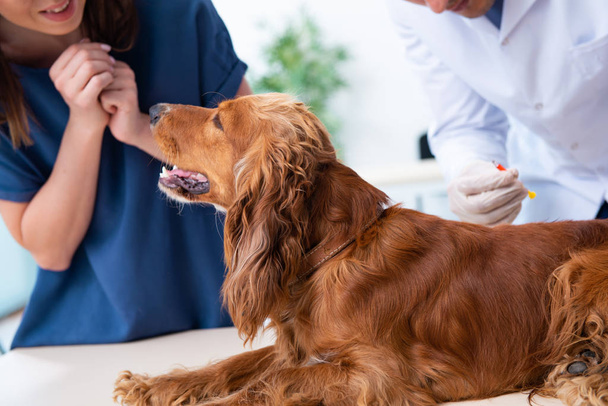 Vet doctor examining golden retriever dog in clinic - Fotografie, Obrázek