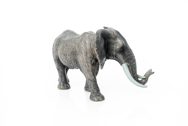 Portrait of an elephant isolated on the white background.  - Photo, Image