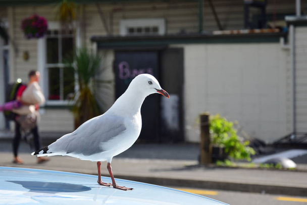 Красноклювая чайка на машине в Такаке, Новая Зеландия
. - Фото, изображение