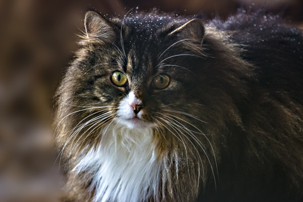 Pretty Norwegian forest cat in a natural environment - Photo, Image