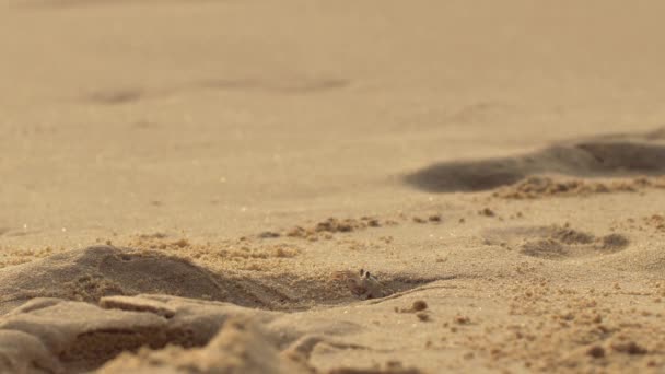 Piccolo granchio che cammina sulla spiaggia durante il deflusso. - Filmati, video