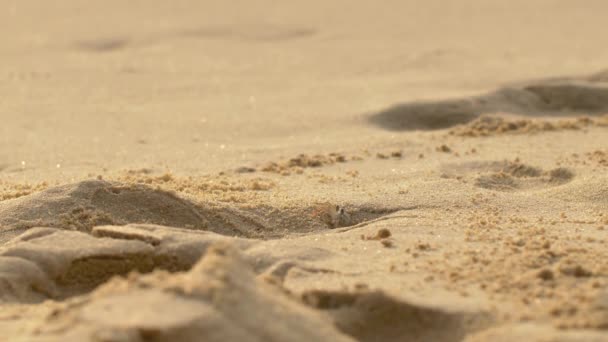 Pequeno caranguejo caminhando na praia durante a saída. - Filmagem, Vídeo