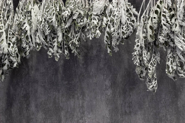 ξήρανση φυτά ξηρά cineraria κρέμονται σκούρο φόντο υλικό για τη δημιουργία ξηρά ανθοδέσμες - Φωτογραφία, εικόνα