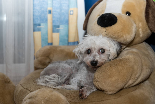 mały pies na dużą pluszową zabawkę - Zdjęcie, obraz