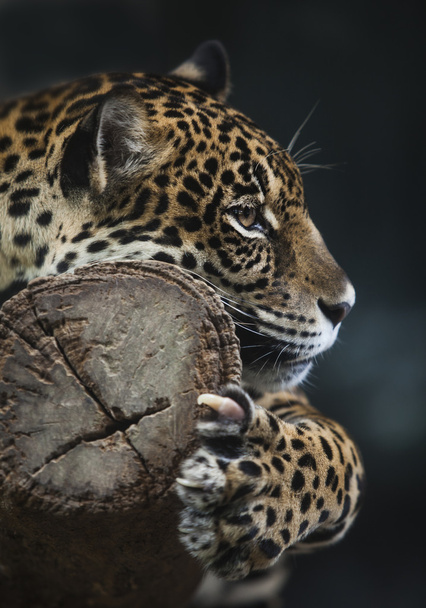 leopard portréja - Fotó, kép