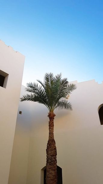 Palm tree on sky background - Foto, afbeelding
