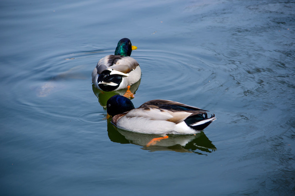 Mallard ducks - Foto, Imagem