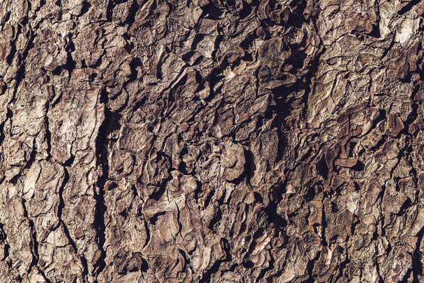Baumrinde raue Textur als natürlicher Hintergrund - Foto, Bild