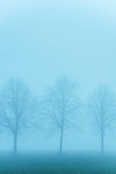 Trees in misty rural landscape. - Photo, Image