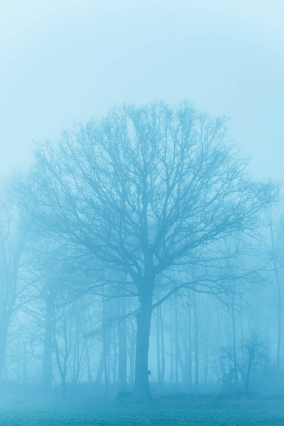 Bäume im Nebel in ländlicher Landschaft. - Foto, Bild
